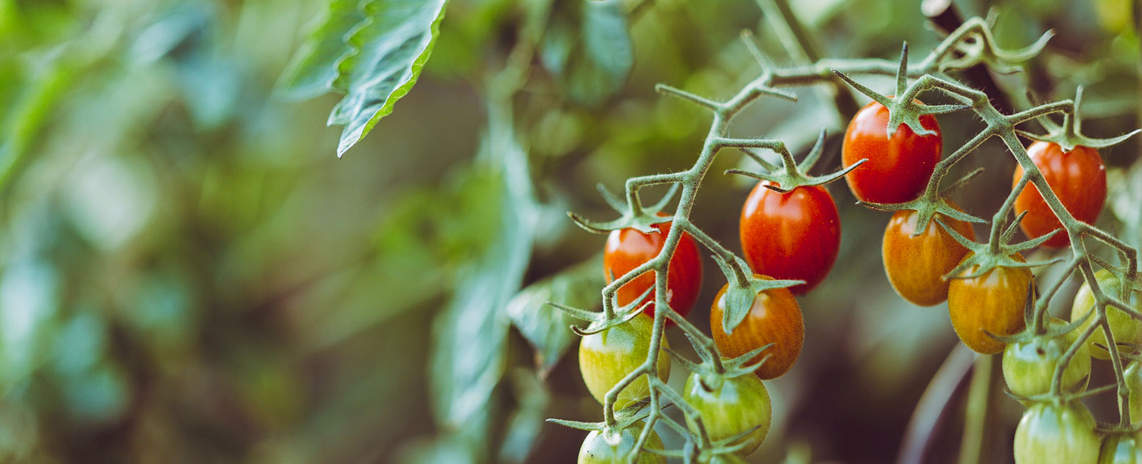 turps organic mullaparandaja väetis