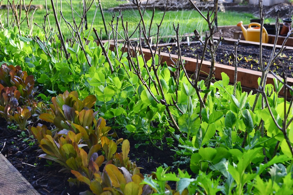 eesti külvikalender turps